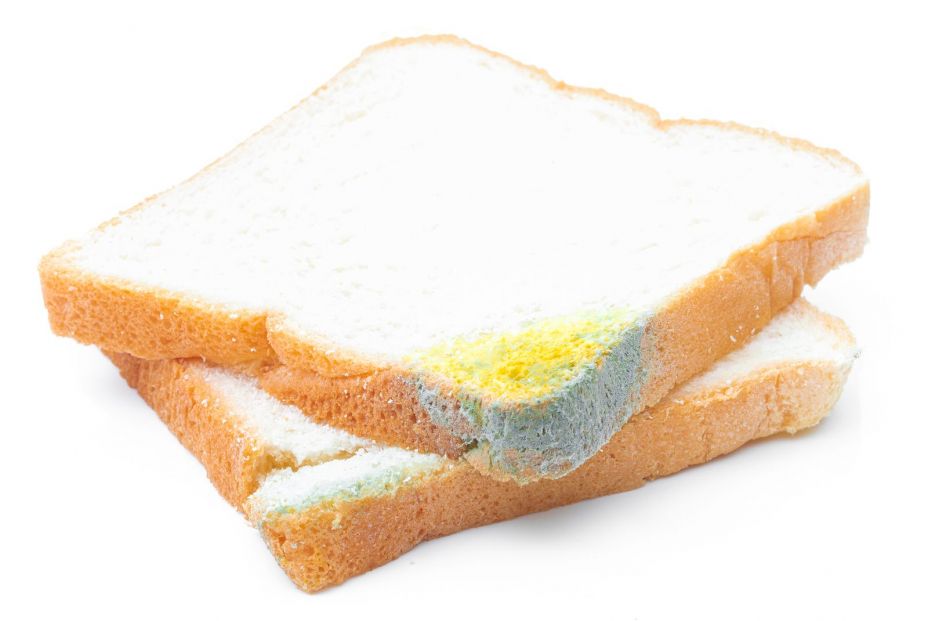 bigstock A Bread Molded On A White Back 367681132 bigstock A Bread Molded On A White Back 367681132