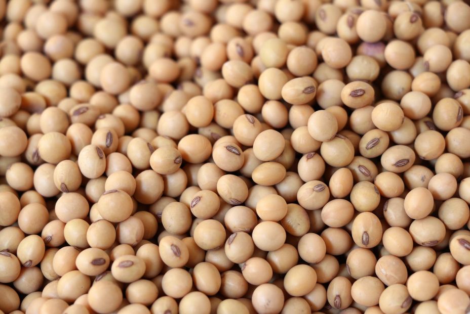 bigstock Soybean Background Soybean Or 355686593 bigstock Soybean Background Soybean Or 355686593