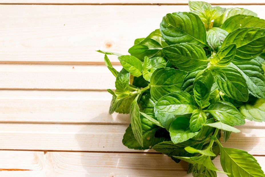 bigstock Bundle Of Fresh Spear Mint Iso 351474023 bigstock Bundle Of Fresh Spear Mint Iso 351474023