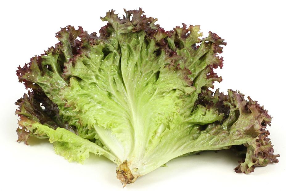 bigstock Fresh lettuce on white backgro 10538561 bigstock Fresh lettuce on white backgro 10538561