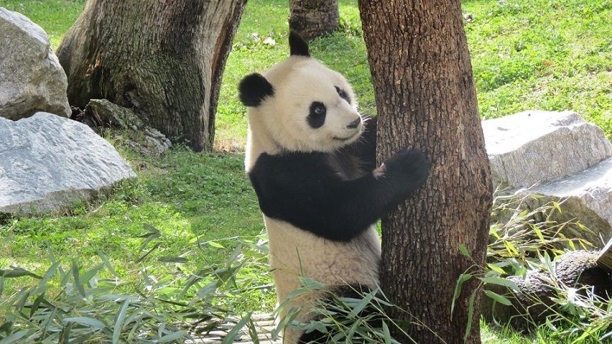 zoo aquarium celebra segundo cumpleanos chulina cria panda gigante zoo aquarium celebra segundo cumpleanos chulina cria panda gigante