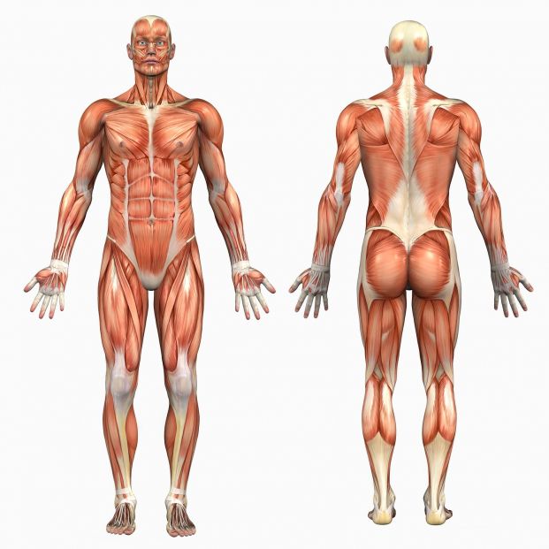 bigstock Human AnatomyMale Muscles 411004