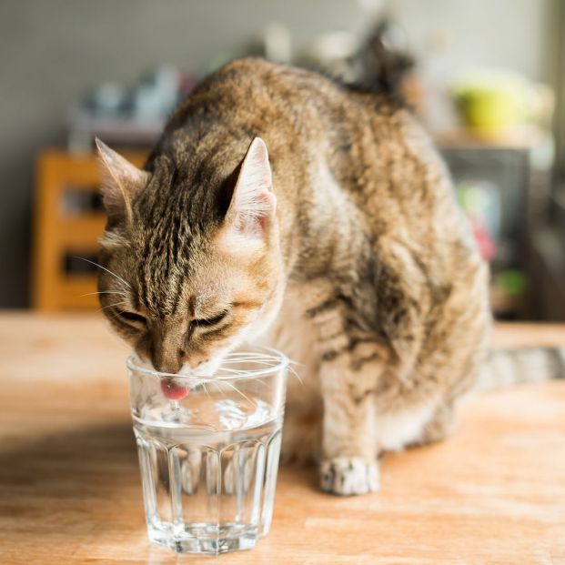 bigstock cat drink water on the table a 264977404 bigstock cat drink water on the table a 264977404
