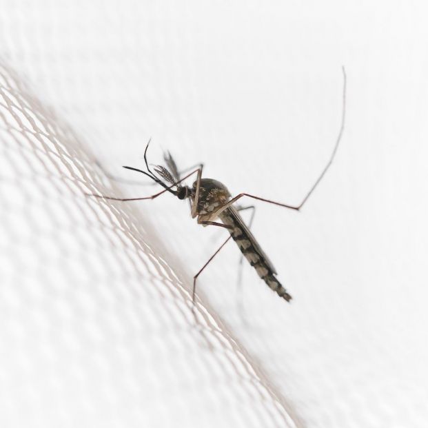 Remedios caseros para mantener tu casa libre de mosquitos Remedios caseros para mantener tu casa libre de mosquitos