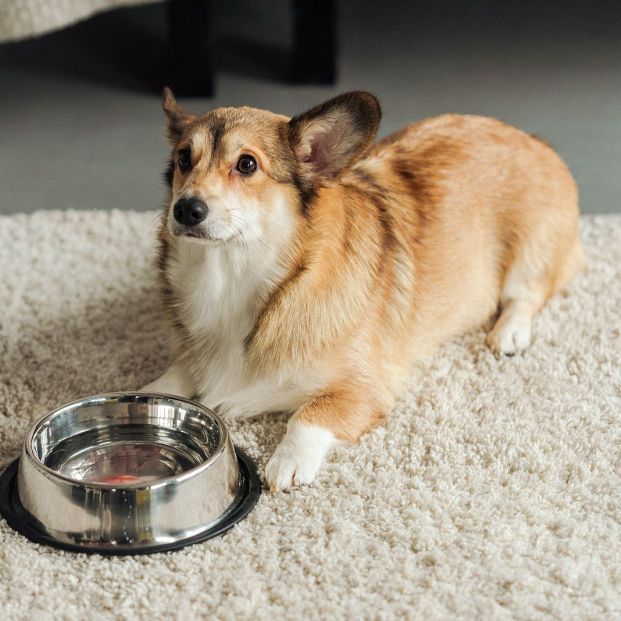 bigstock Cute Corgi Dog With Bowl Of Wa 269998321