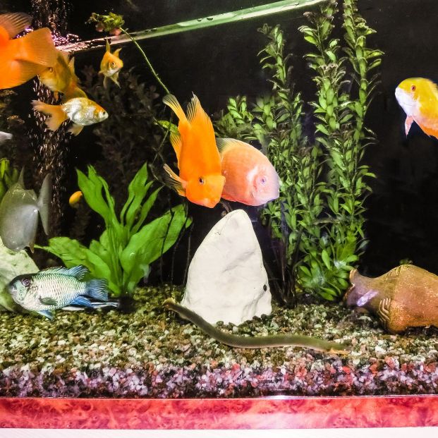 bigstock The Close Up Of Aquarium Tank288820828