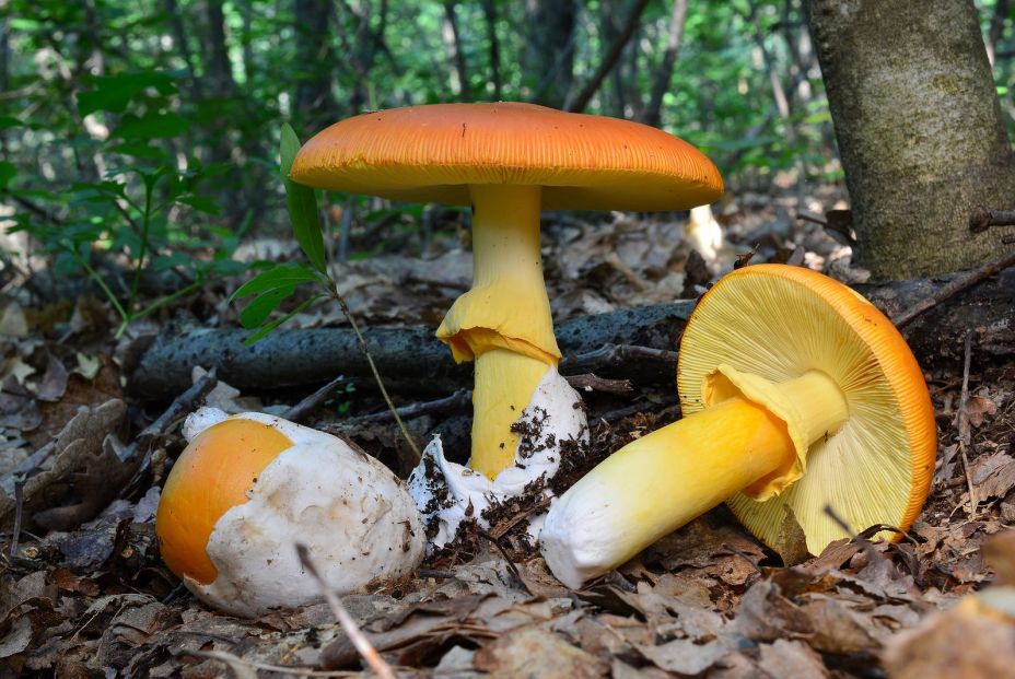 bigstock Three Amanita Caesarea Mushroo 260130598 bigstock Three Amanita Caesarea Mushroo 260130598