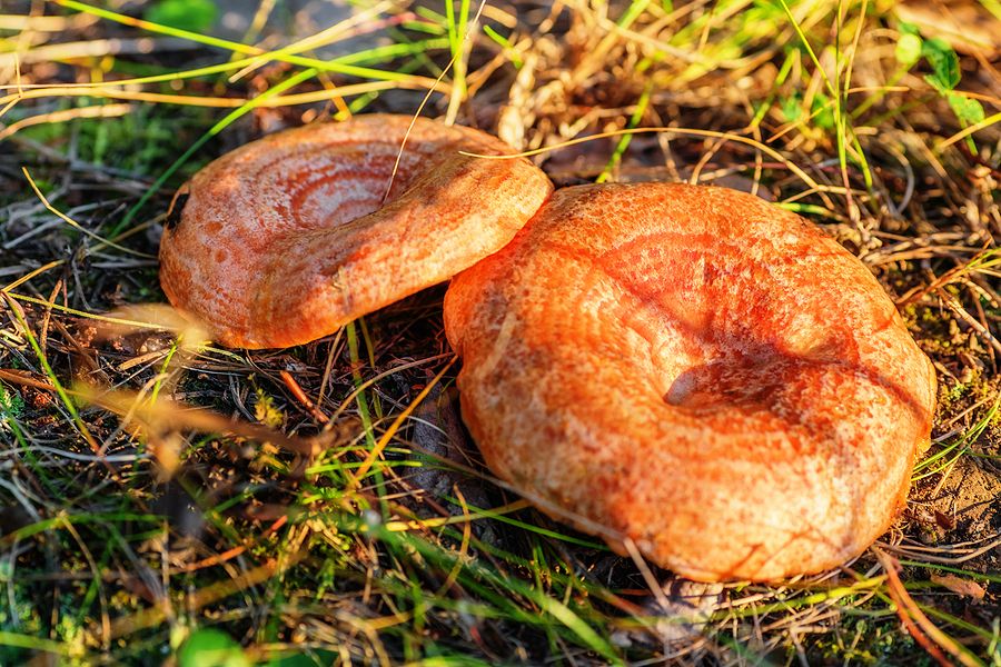 bigstock147222557 bigstock147222557