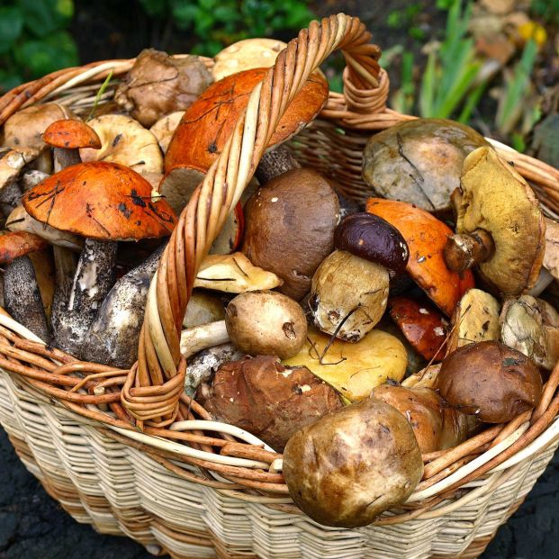 Toma nota de estos consejos para no perderte en la montaña mientras buscas setas Toma nota de estos consejos para no perderte en la montaña mientras buscas setas