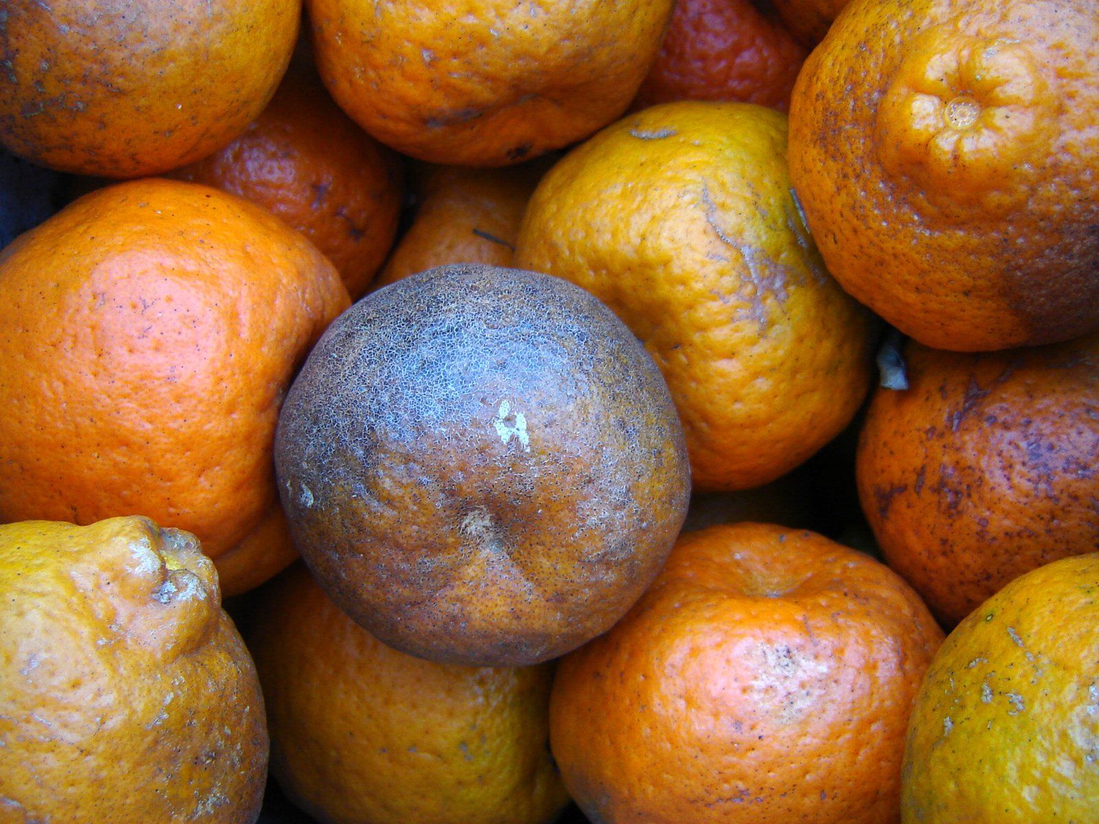 Se disparan las importaciones de cítricos infectados de Argentina y Sudáfrica