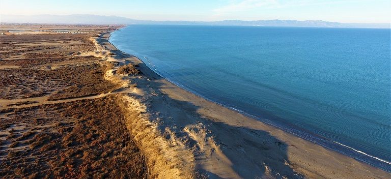 playa perros 03 playa perros 03