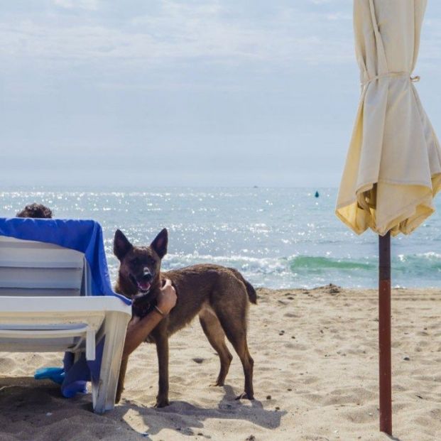 Playa de Agua Amarga (Doggy Beach), en Alicante