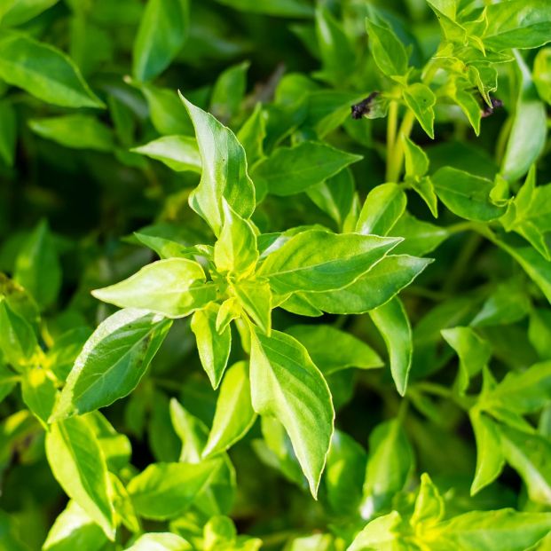 bigstock Fresh Hoary Basil Or Thai Lemo 359705458 bigstock Fresh Hoary Basil Or Thai Lemo 359705458