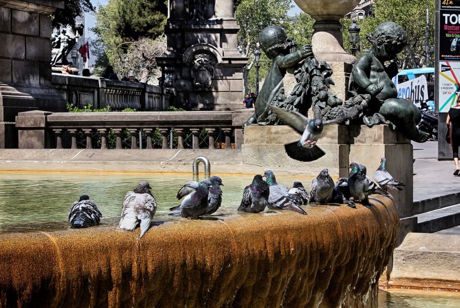 Palomas Barcelona Palomas Barcelona