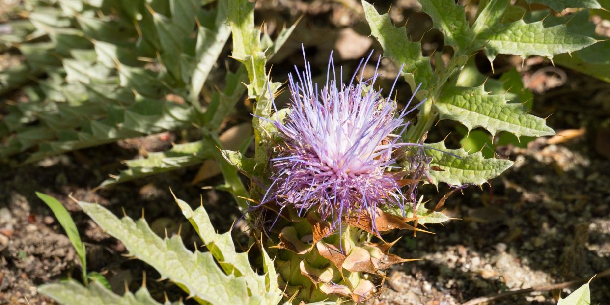 EuropaPress 3243648 tecnicas real jardin botanico rjb consejo superior investigaciones EuropaPress 3243648 tecnicas real jardin botanico rjb consejo superior investigaciones