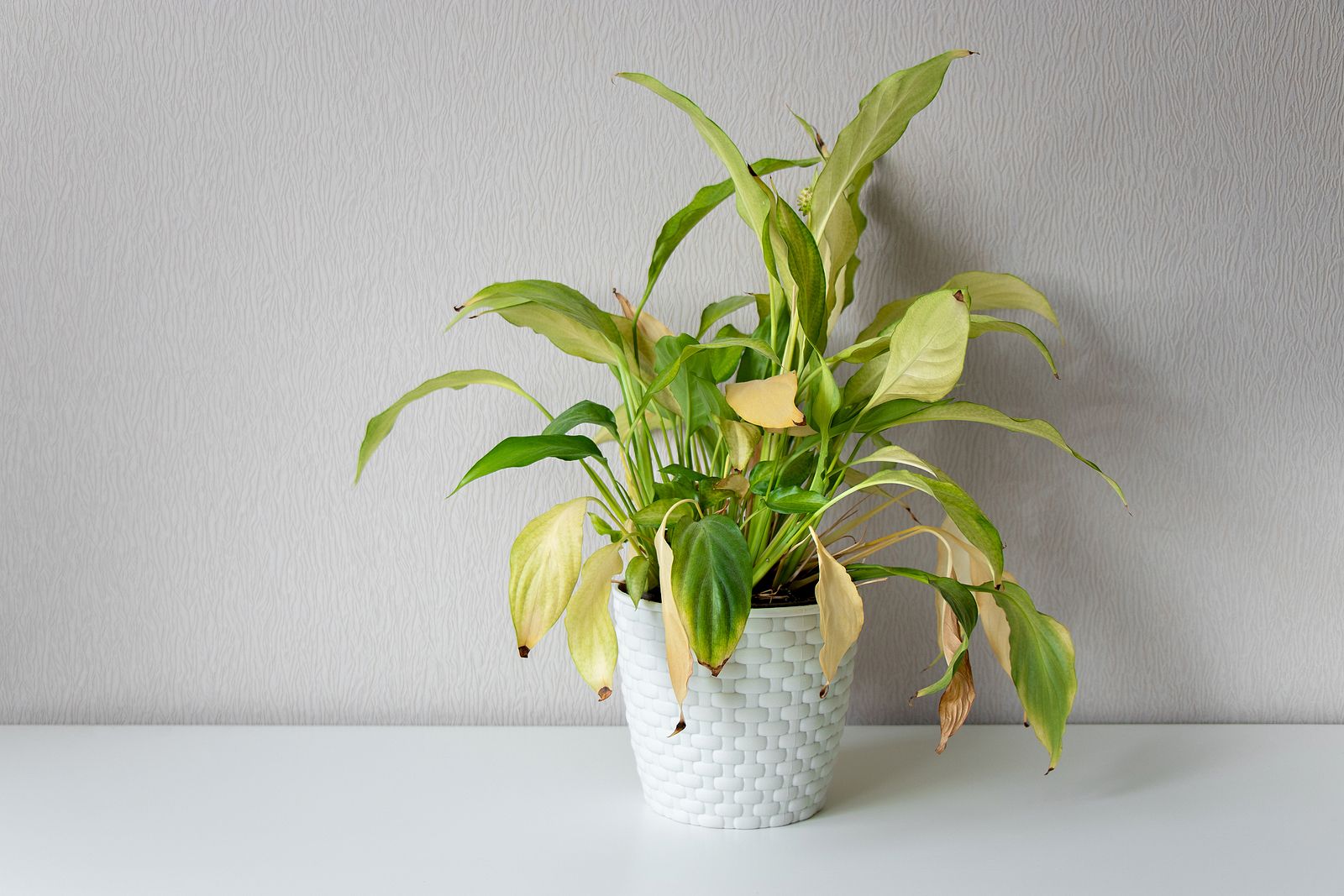 Pasos para recuperar una planta tras las vacaciones