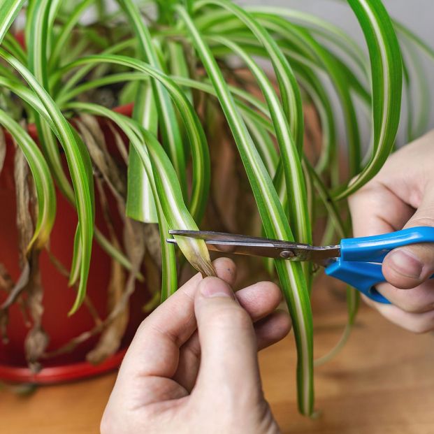 bigstock Hands Cutting Off Withered Lea 353471348 bigstock Hands Cutting Off Withered Lea 353471348