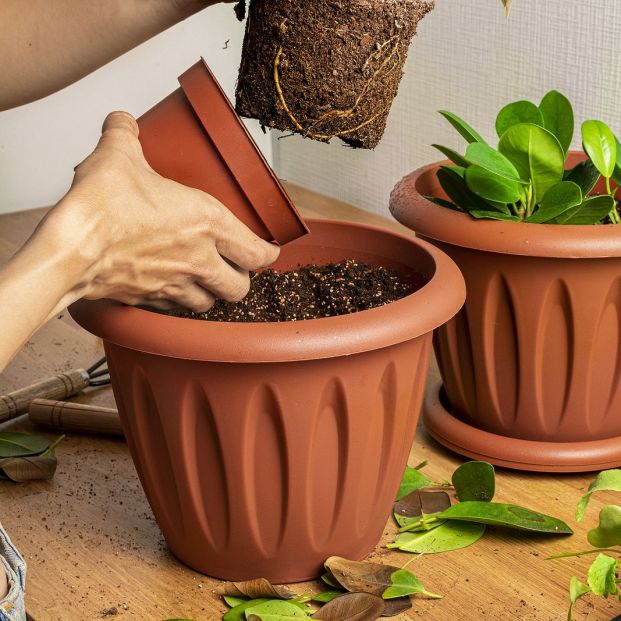 bigstock Transplanting Houseplants Hom 379525582 bigstock Transplanting Houseplants Hom 379525582