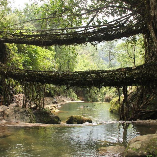 Living root bridges, India Living root bridges, India