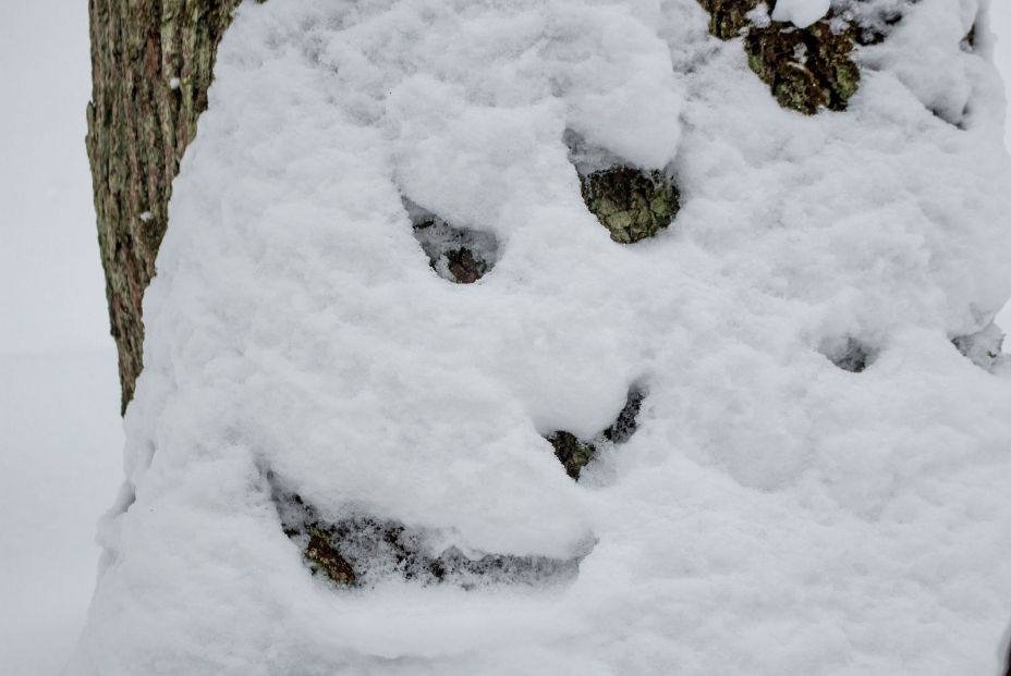 bigstock Snow On A Tree In The Form Of303405079 bigstock Snow On A Tree In The Form Of303405079