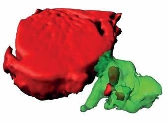 EuropaPress 3320632 reconstruccion macrofago verde captado material procedente cardiomiocito EuropaPress 3320632 reconstruccion macrofago verde captado material procedente cardiomiocito