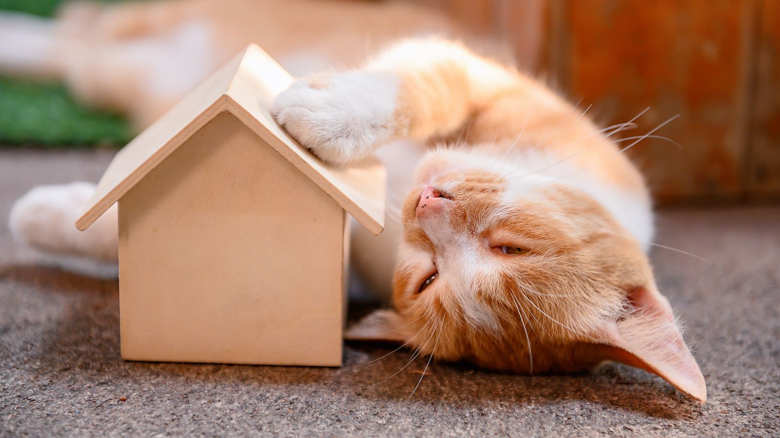 ¿Vas a tener un gato? Prepara tu casa para recibirlo