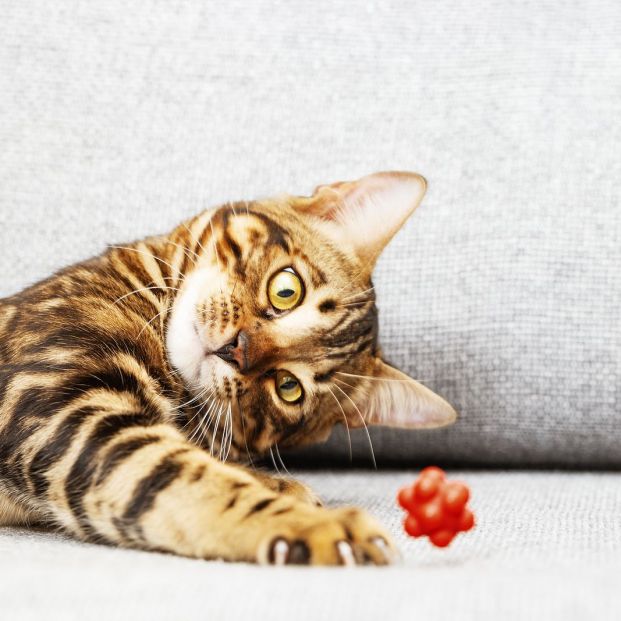 bigstock Beautiful Short haired Young C 383339951