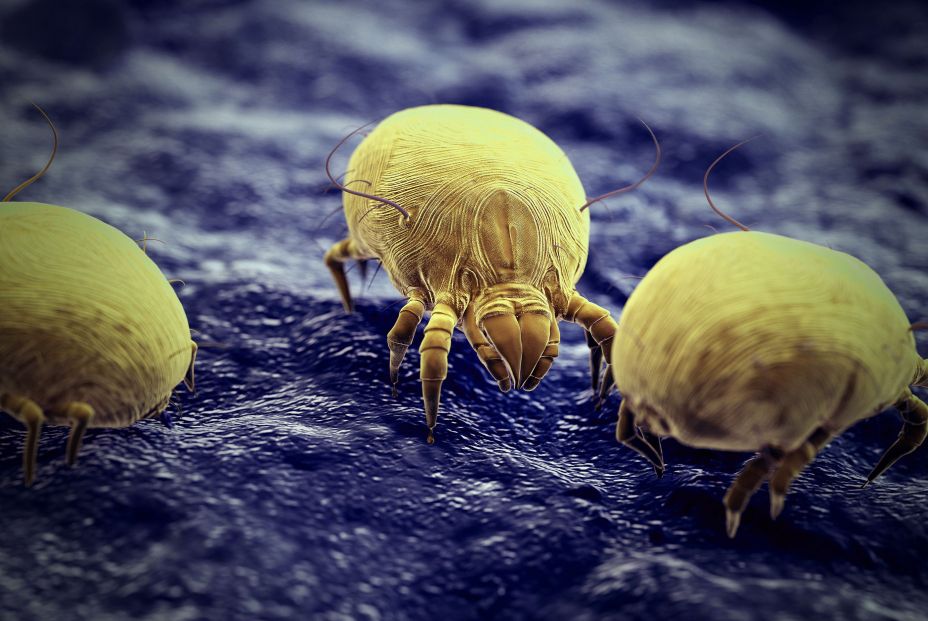 dust mite allergy dust mite allergy