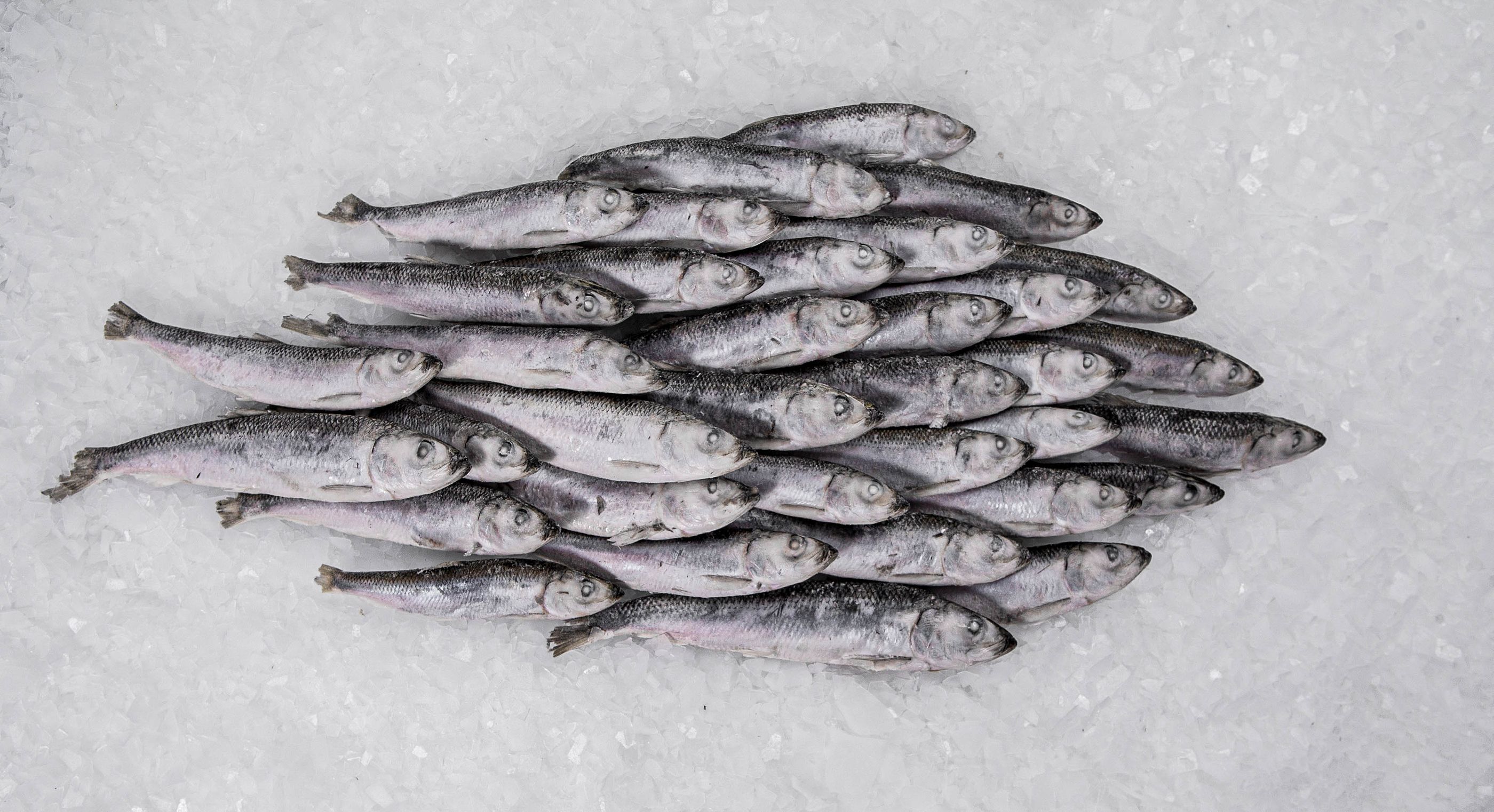 ¿Hay que lavar el pescado antes de comerlo? ¿En qué casos conviene congelarlo?