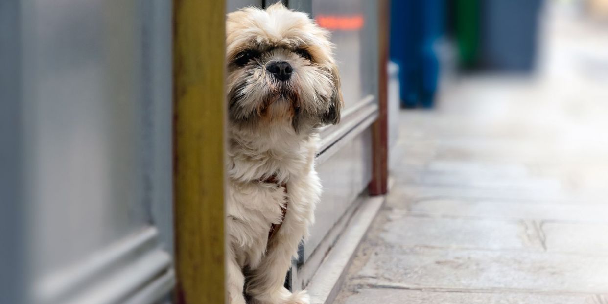 bigstock Maltese Dog On The Street Sma 340933648