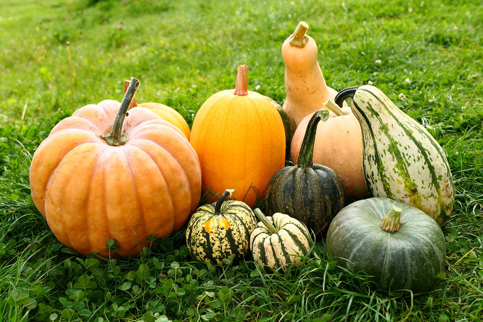 Toma nota de estas ideas para incorporar la calabaza a tus platos