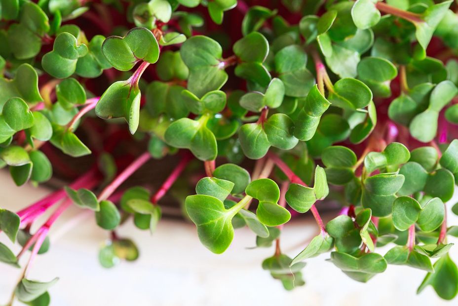 bigstock Radish Microgreens Sprouting362468740