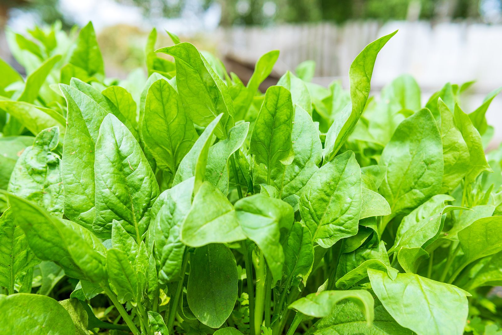 12 razones por las que hay que comer espinacas y que desconoces