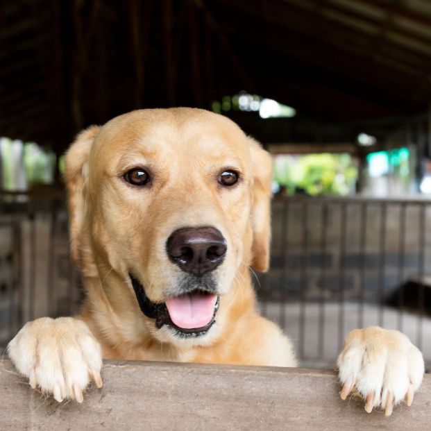 Golden Retreiver(Bigstock) Golden Retreiver(Bigstock)
