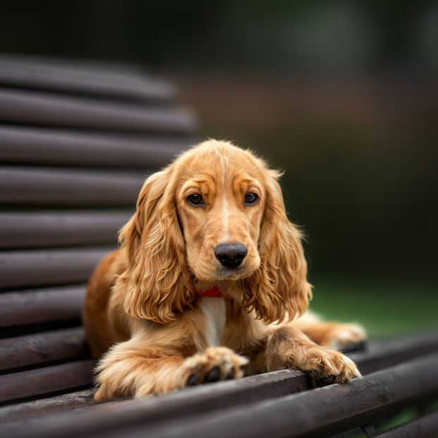 Cocker Spaniel(Bigstock) Cocker Spaniel(Bigstock)