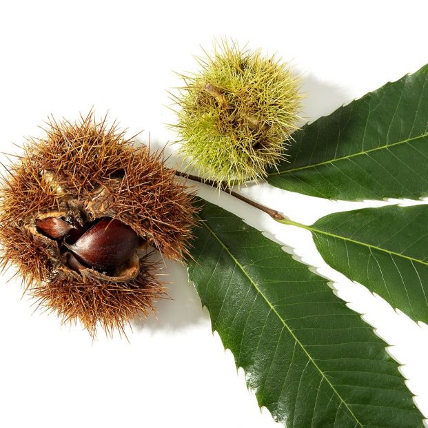 bigstock Sweet Chestnut And Husk Isolat 324710650 bigstock Sweet Chestnut And Husk Isolat 324710650