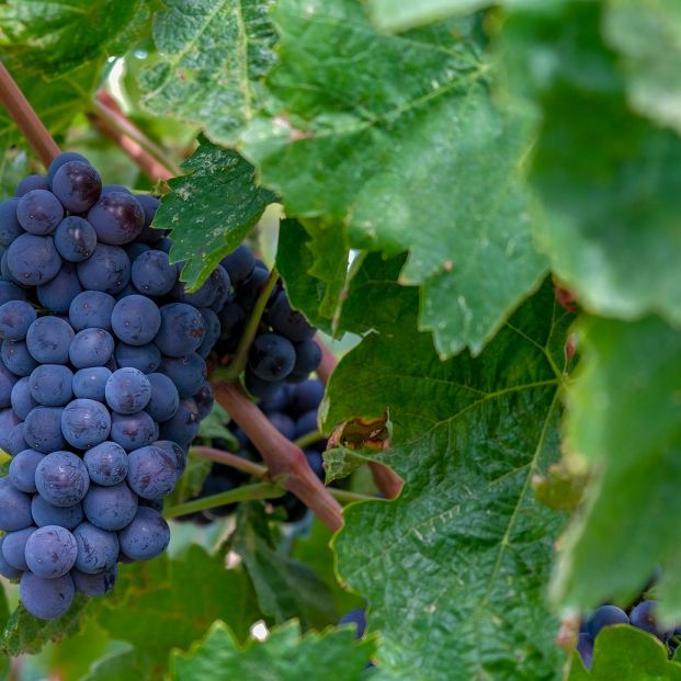 tempranillo tempranillo