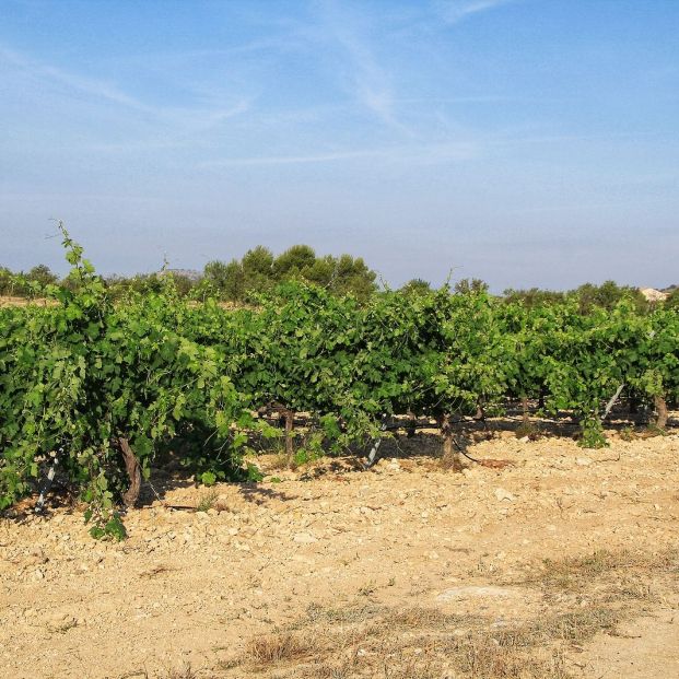 monastrell monastrell