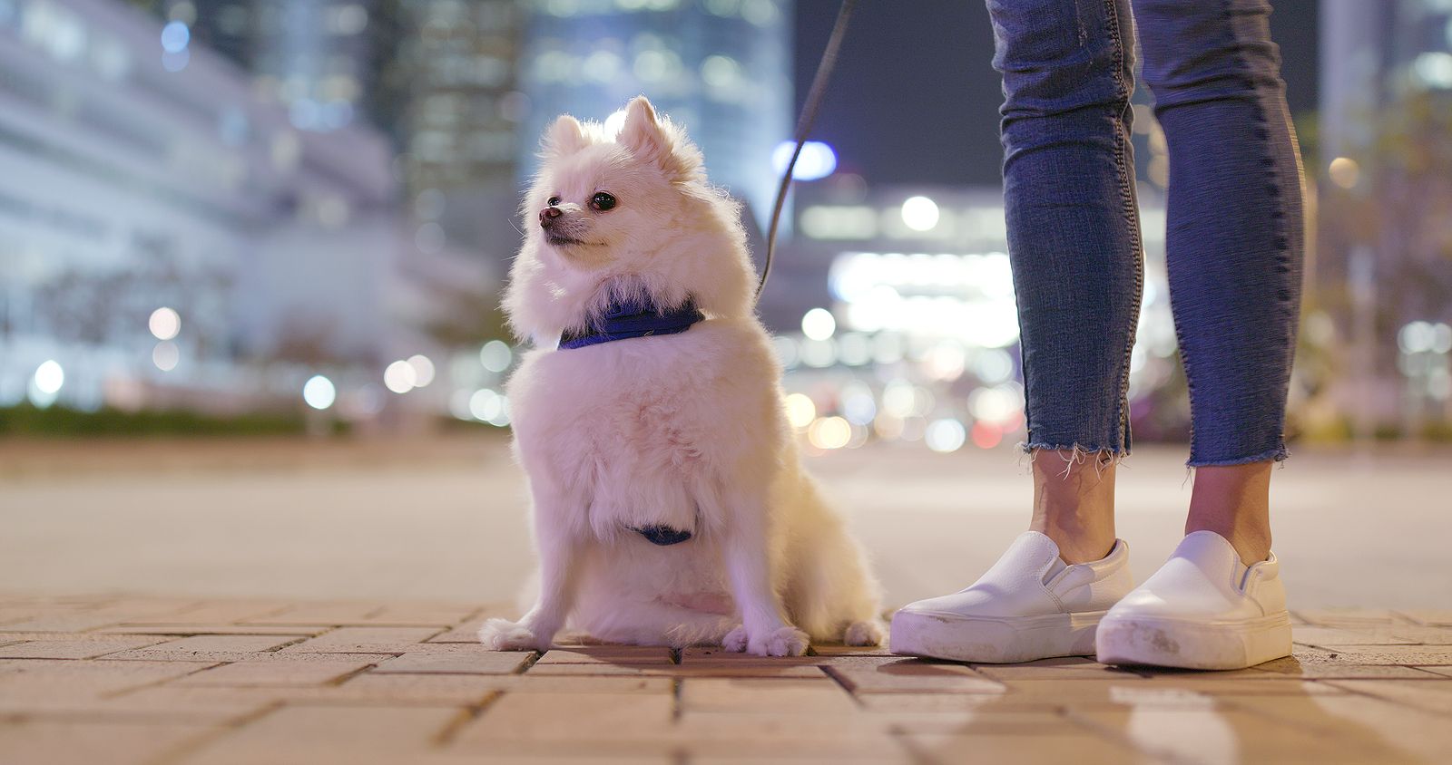 Estado de alarma: ¿Puedo sacar a pasear al perro durante el toque de queda?
