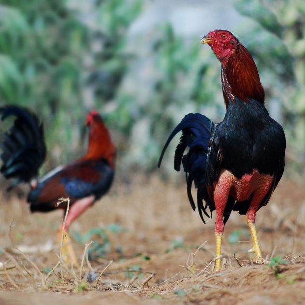 bigstock219649177 bigstock219649177