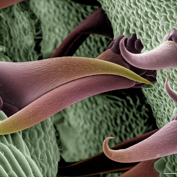 'Entrelazados' 'Entrelazados'