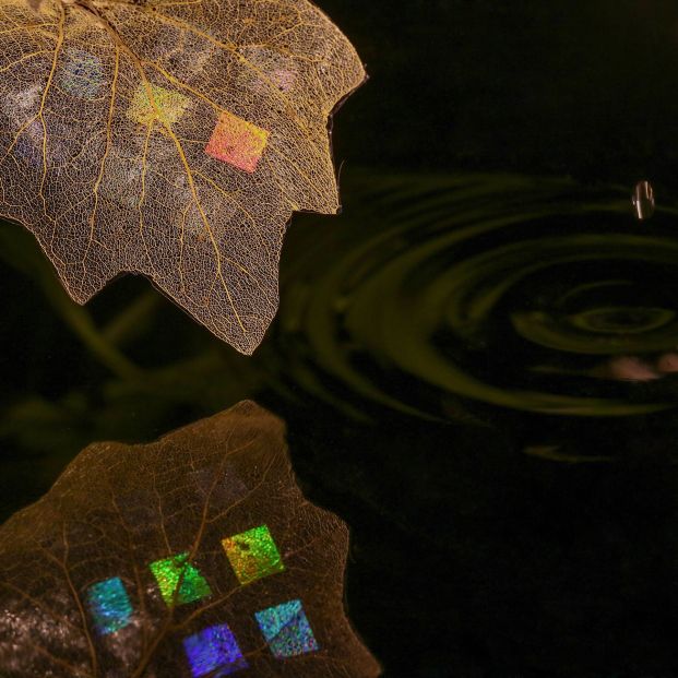 'Trampa de luz' 'Trampa de luz'