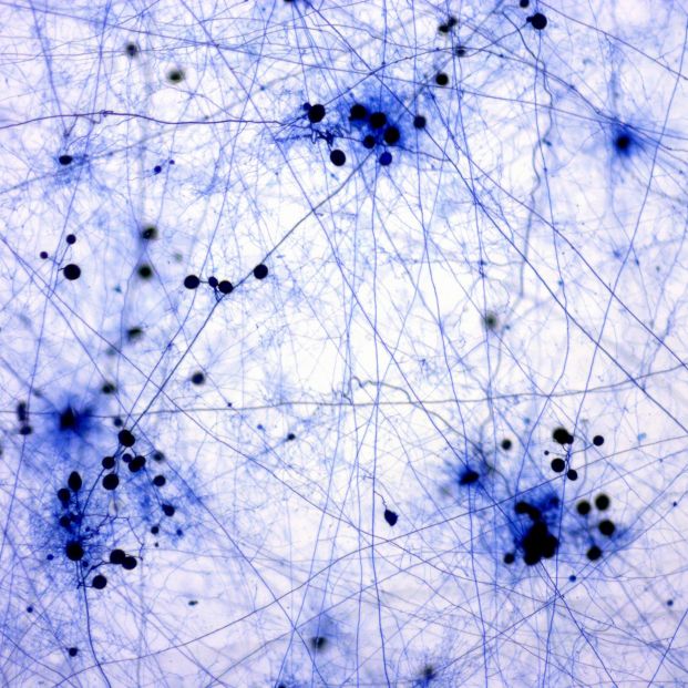 'Las redes sociales del bosque' 'Las redes sociales del bosque'