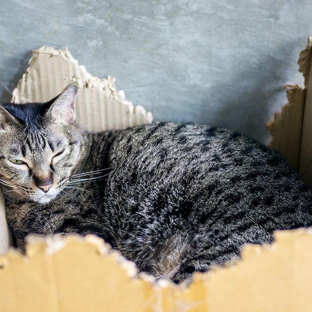 bigstock Close up Of A Gray Striped Cat 374475199