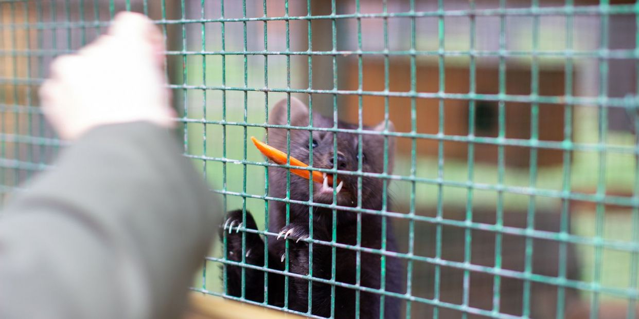 El virus del COVID 19 perfecciona sus tácticas de propagación y complica el desarrollo de la vacuna El virus del COVID 19 perfecciona sus tácticas de propagación y complica el desarrollo de la vacuna