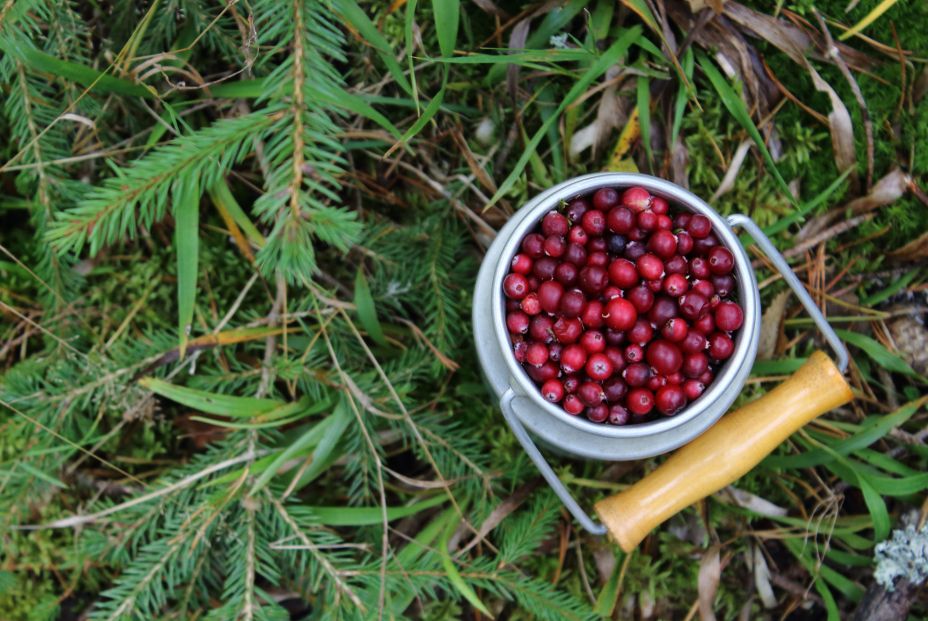 Arándanos, fruta de primavera (bigstock)
