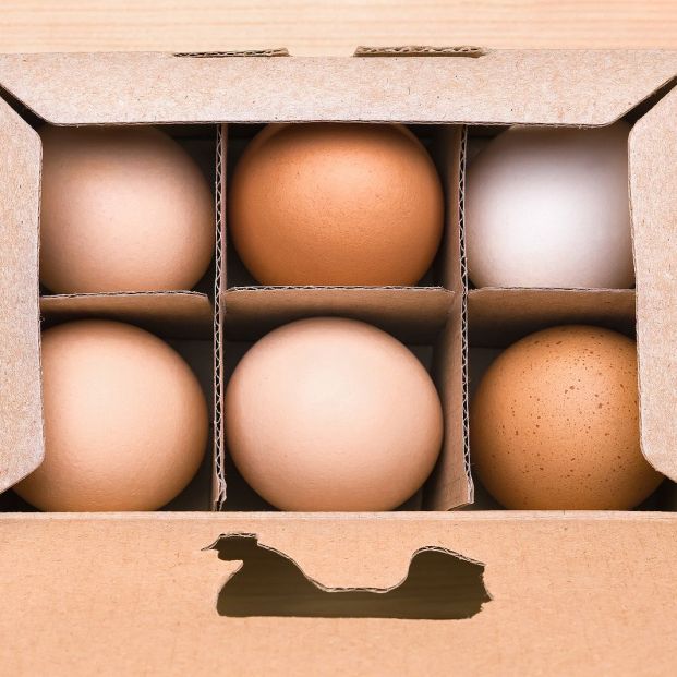 bigstock Free Grazing Of Hens Chicken377177785 bigstock Free Grazing Of Hens Chicken377177785