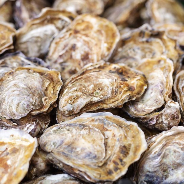 bigstock Raw Uncooked Oysters For Sale345500656 bigstock Raw Uncooked Oysters For Sale345500656