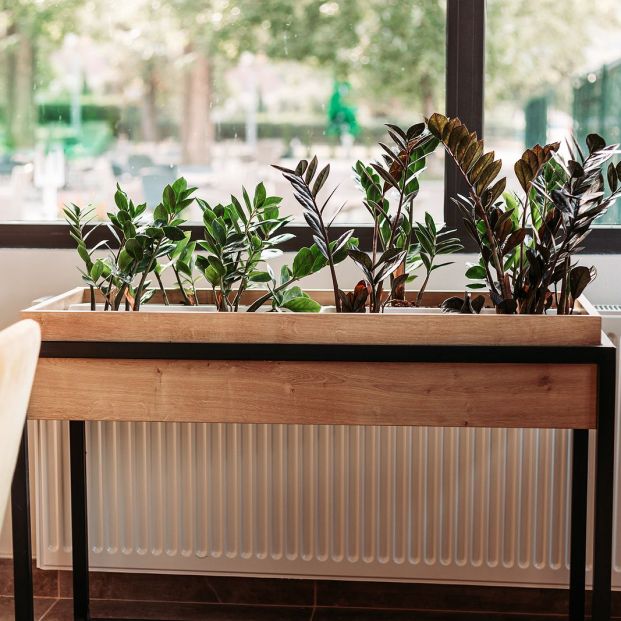 bigstock Interior Design Plants Flowe 332219959 bigstock Interior Design Plants Flowe 332219959