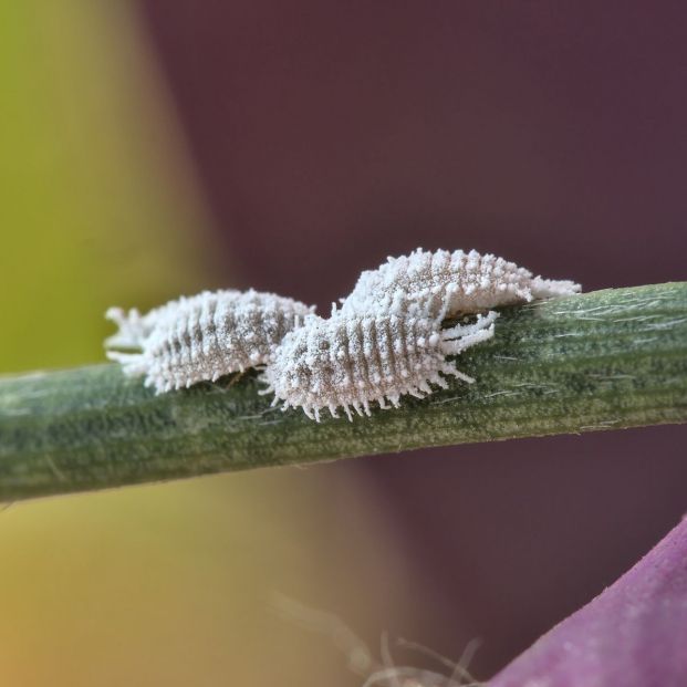 bigstock Close Up View Of Female Cochin 367398037 bigstock Close Up View Of Female Cochin 367398037